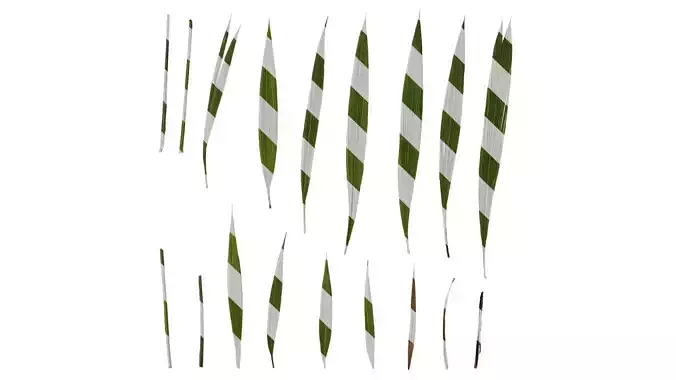 Anydrafts Curculigo orchioides Leaf 02