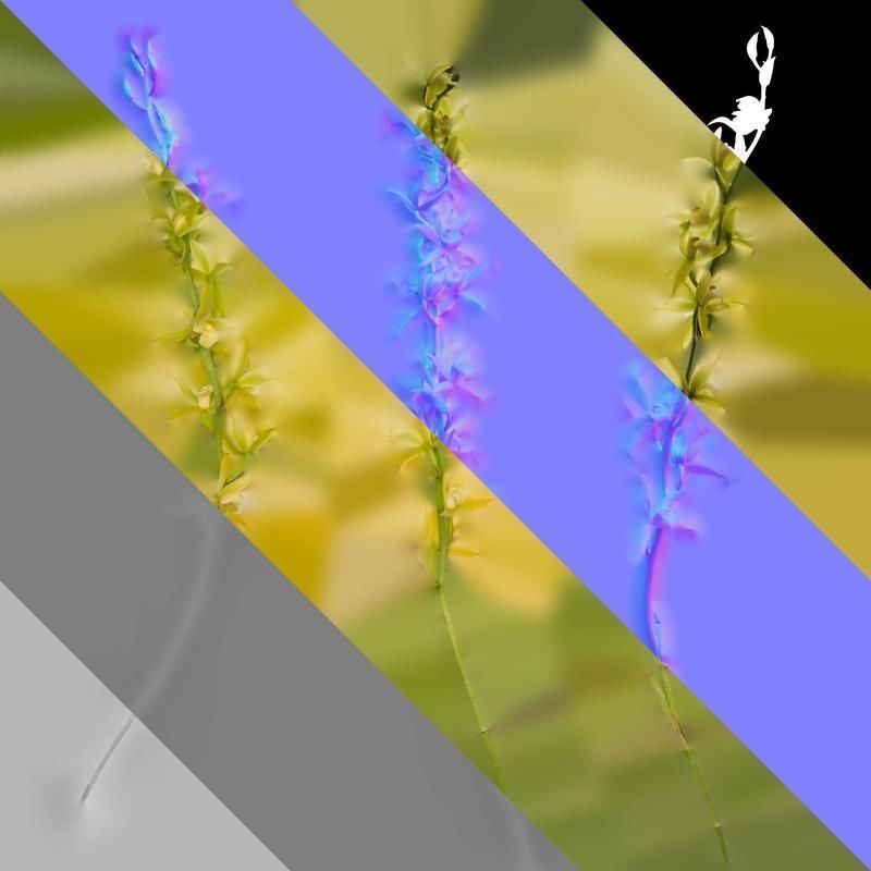 Anydrafts Cymbidium lowianum concolor Flower 01 Texture_8