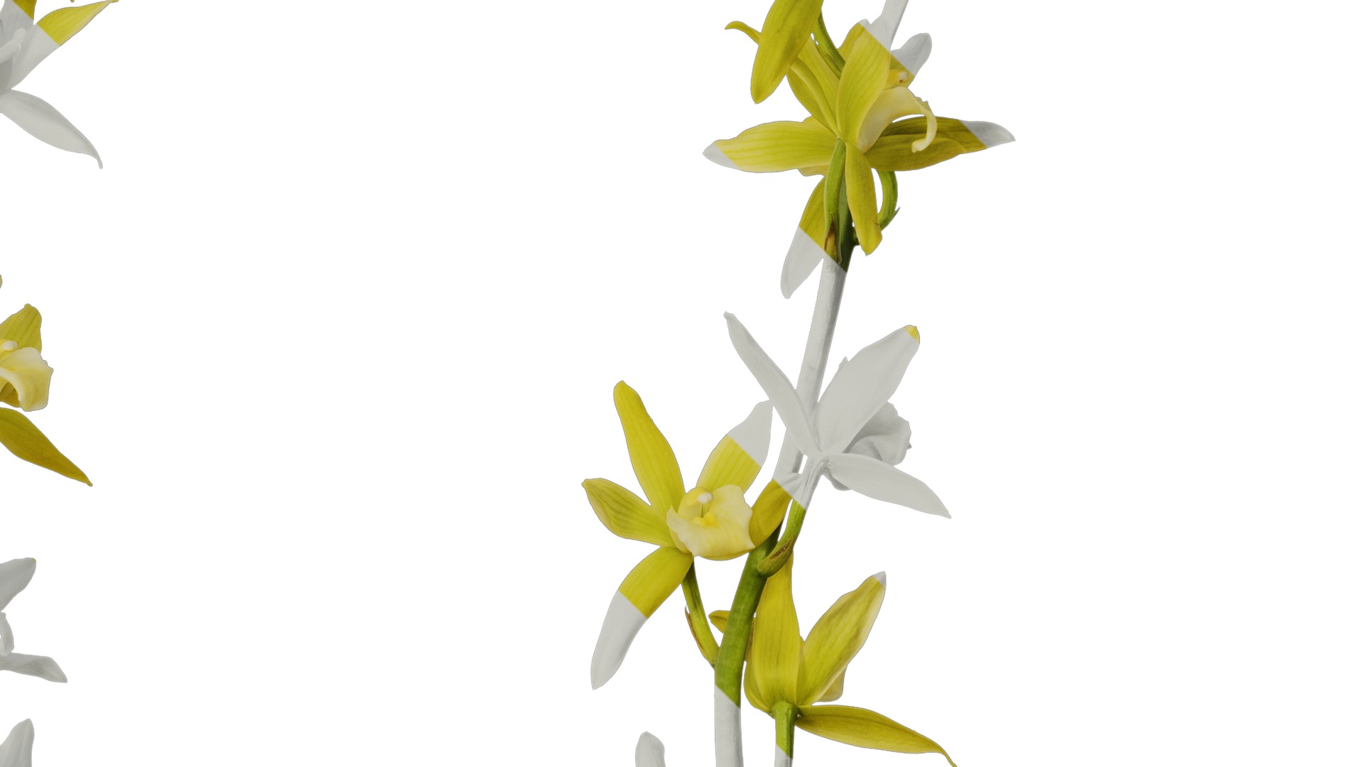 Anydrafts Cymbidium lowianum concolor Flower 01 Texture_4