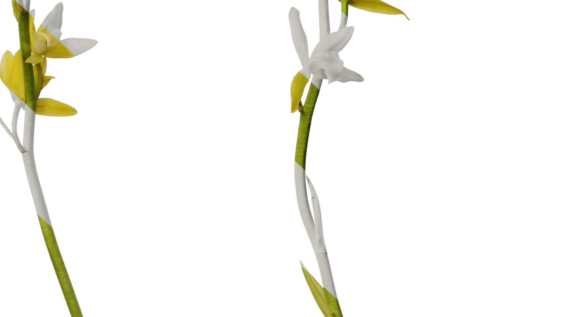 Anydrafts Cymbidium lowianum concolor Flower 01 Texture_6