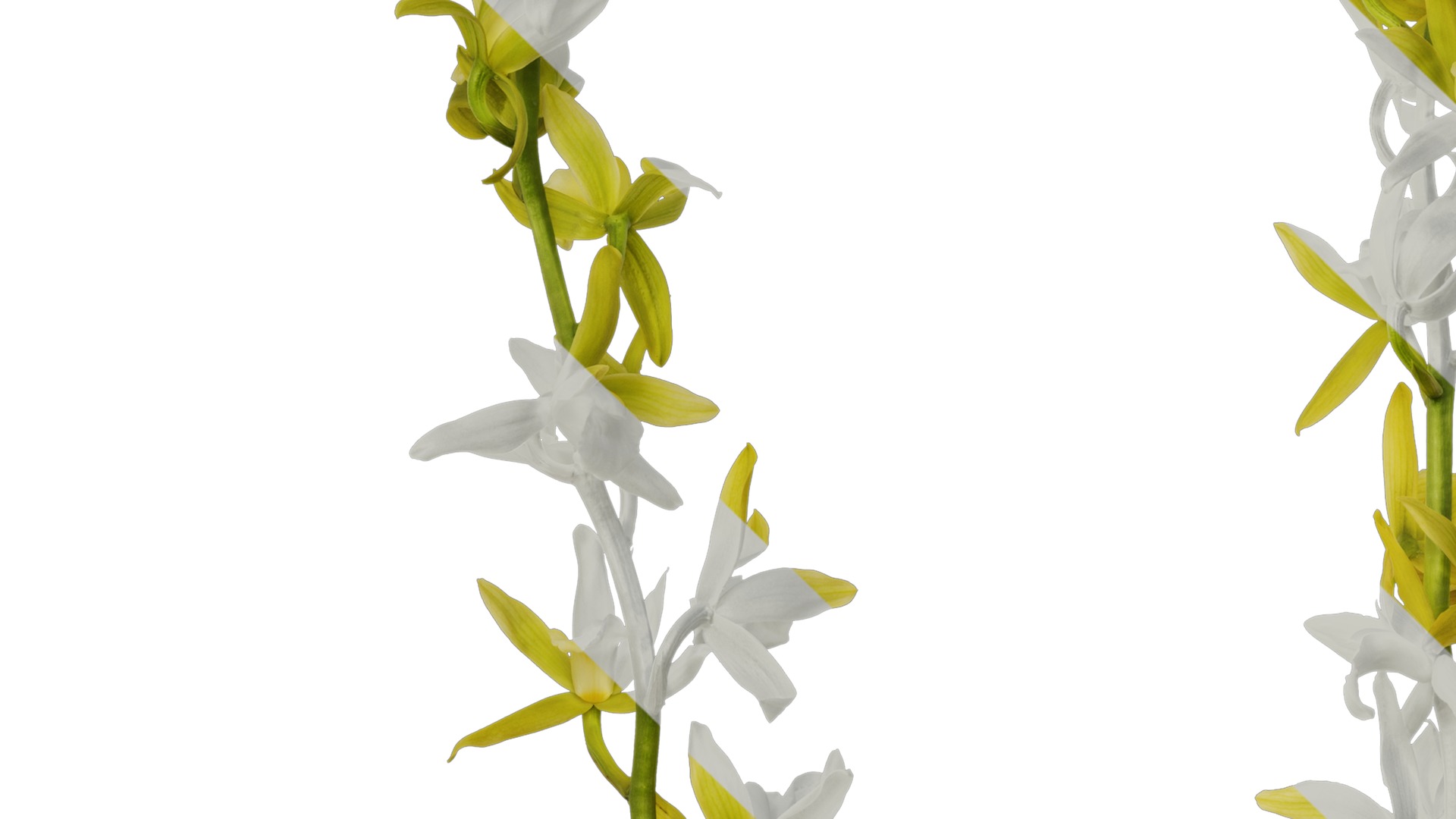 Anydrafts Cymbidium lowianum concolor Flower 01 Texture_3