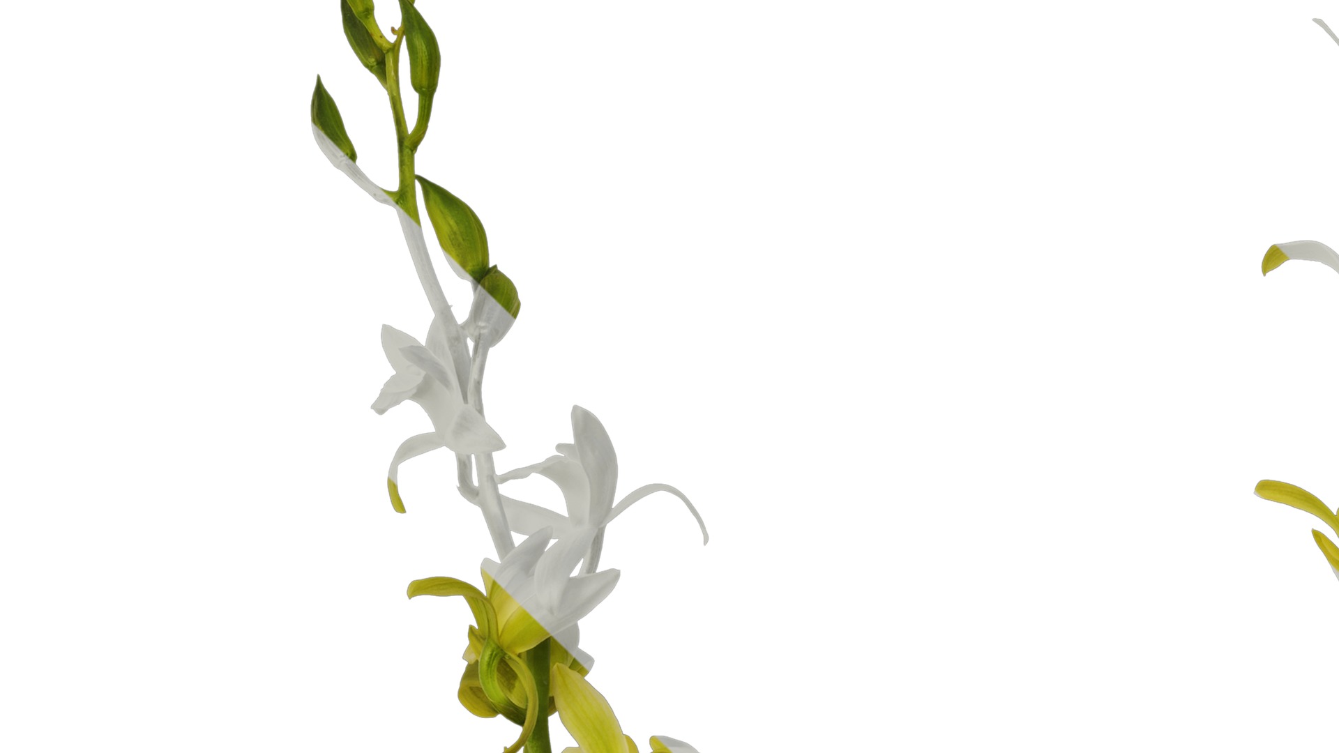 Anydrafts Cymbidium lowianum concolor Flower 01 Texture_1