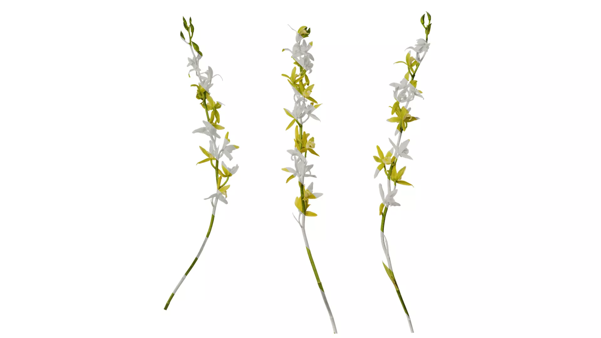 Anydrafts Cymbidium lowianum concolor Flower 01 Texture_0