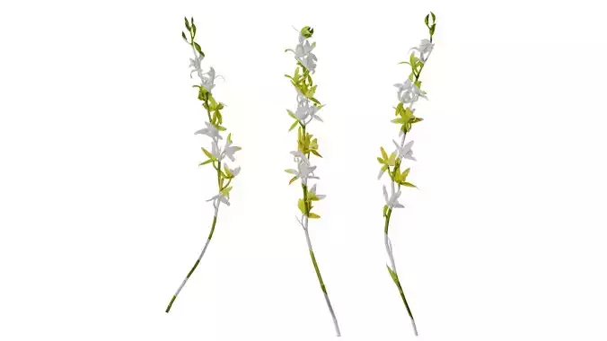 Anydrafts Cymbidium lowianum concolor Flower 01