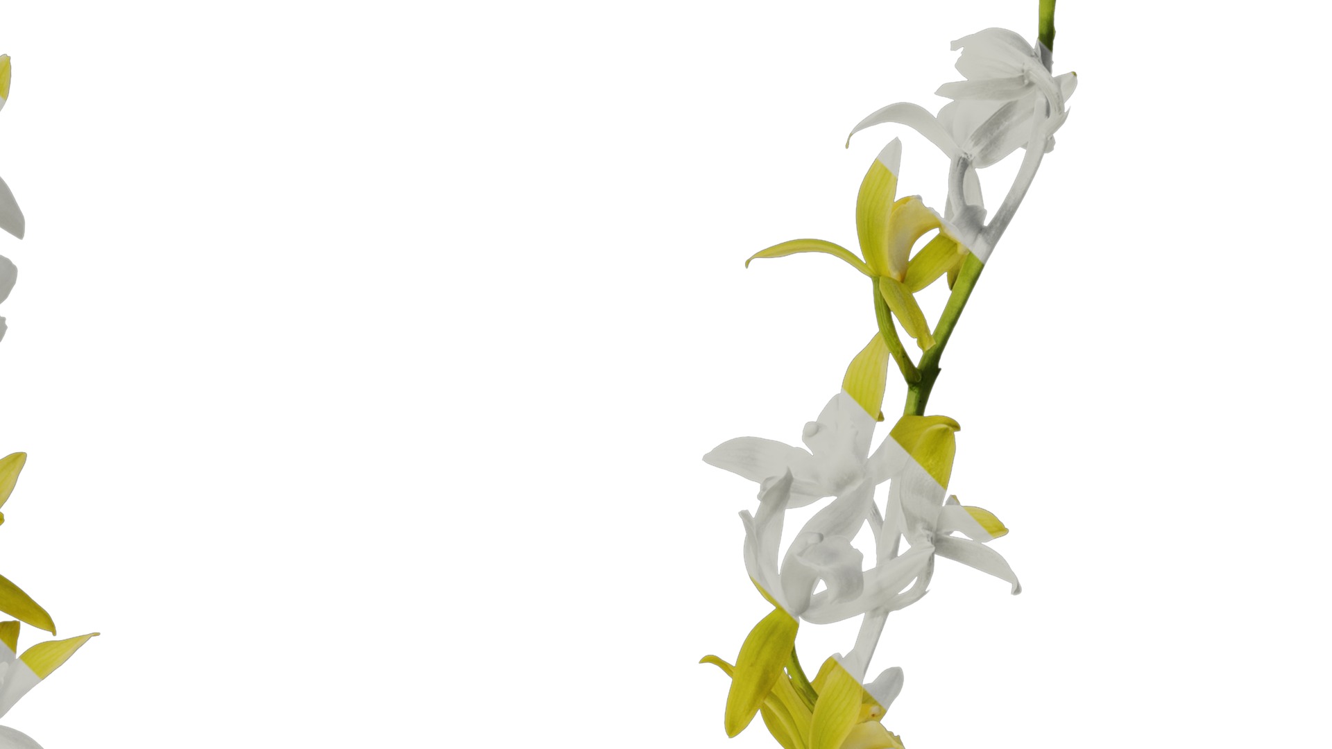 Anydrafts Cymbidium lowianum concolor Flower 01 Texture_2