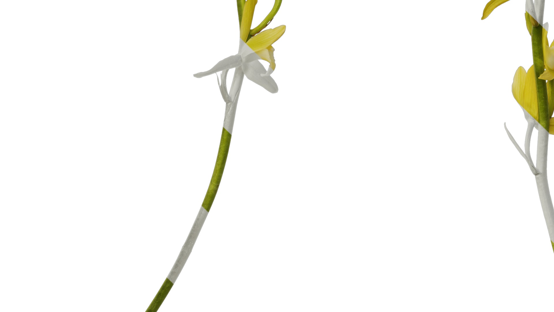 Anydrafts Cymbidium lowianum concolor Flower 01 Texture_5