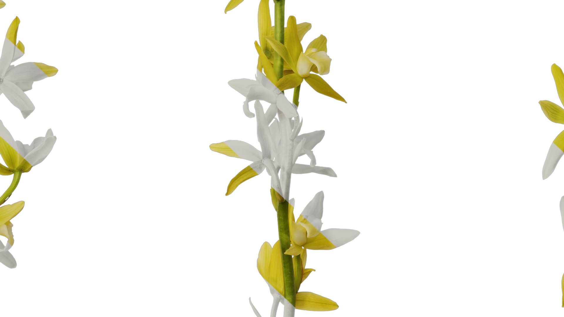 Anydrafts Cymbidium lowianum concolor Flower 01 Texture_7