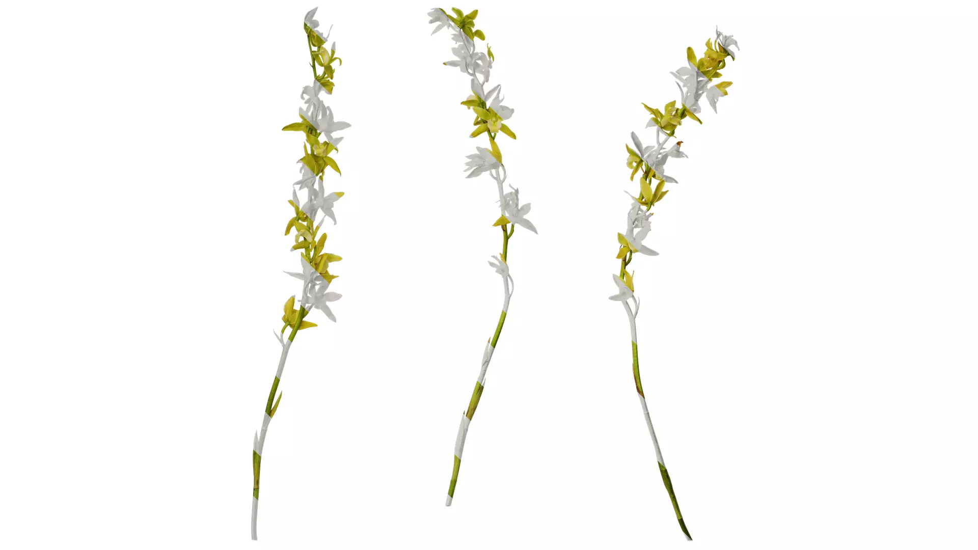 Anydrafts Cymbidium lowianum concolor Flower 02 Texture