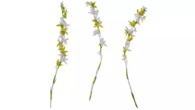 Anydrafts Cymbidium lowianum concolor Flower 02