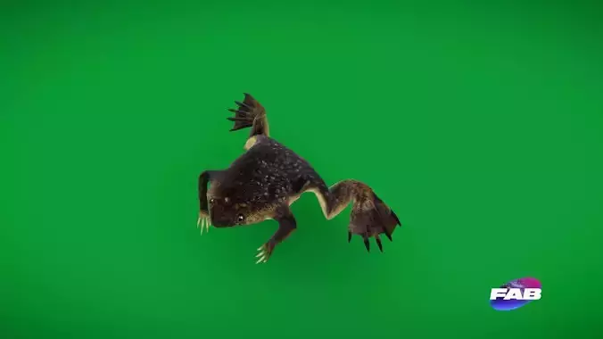 Surinam Toad Low-poly 3D model