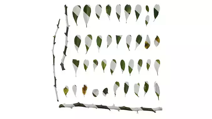 Anydrafts Pyracantha crenatoserrata Leaf 04