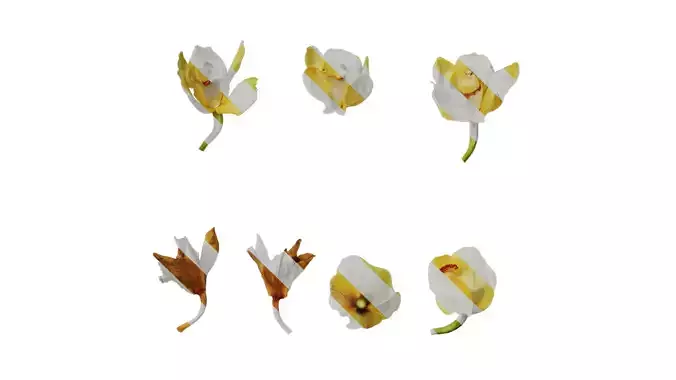 Anydrafts Cymbidium orchid yellow Flower 01