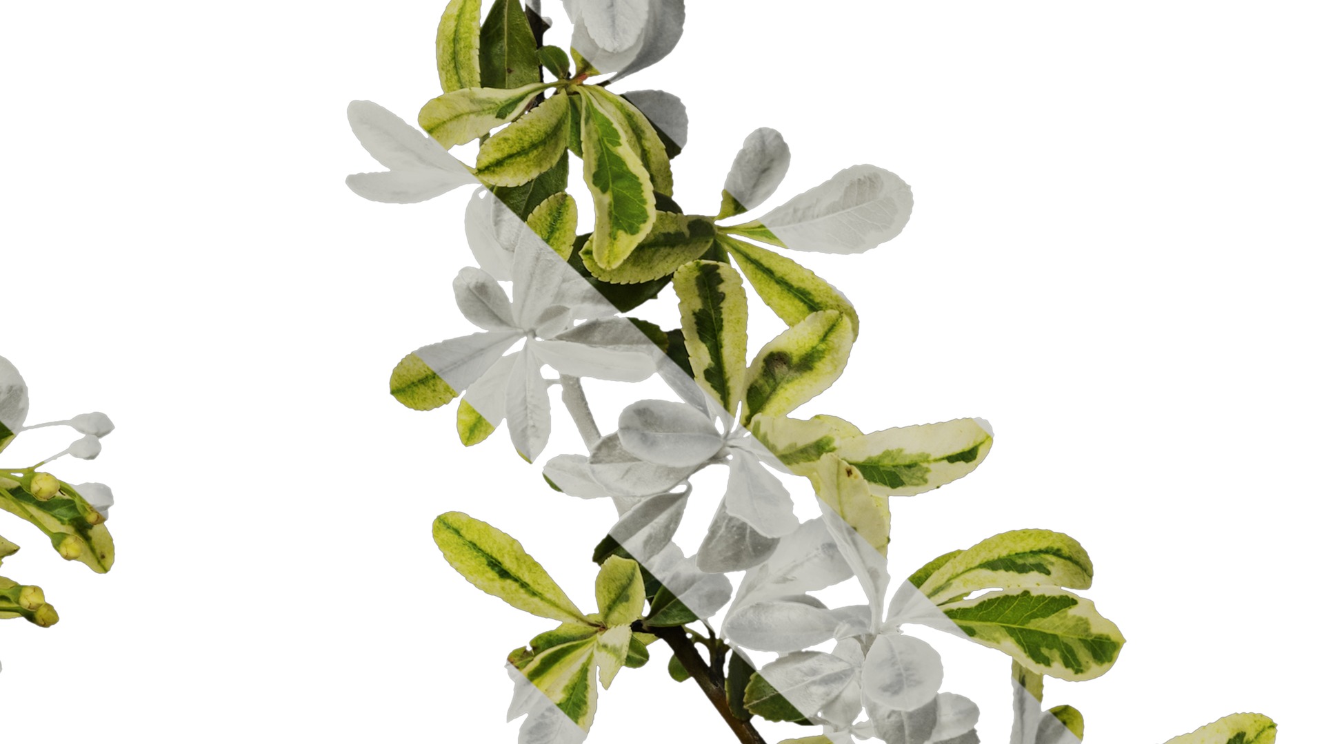 Anydrafts Pyracantha fortuneana harlequin Atlas 01 Texture_6