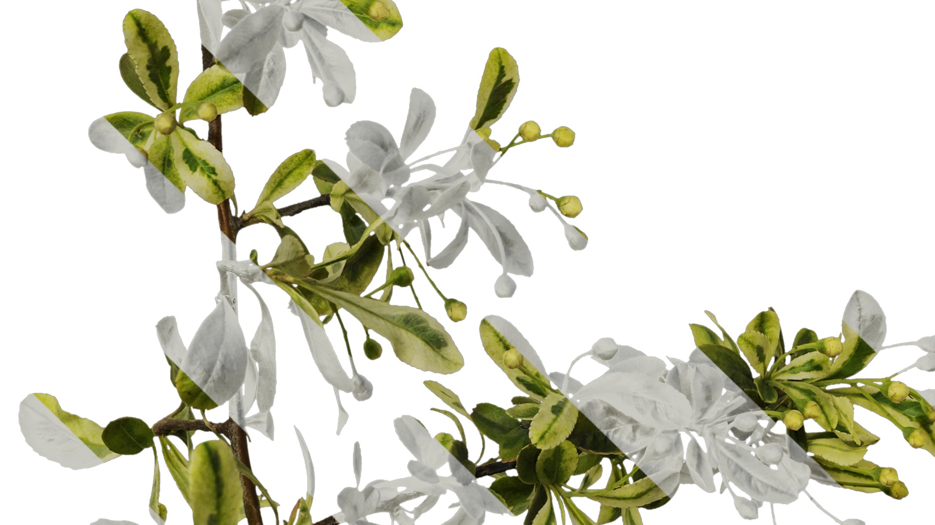 Anydrafts Pyracantha fortuneana harlequin Atlas 01 Texture_5