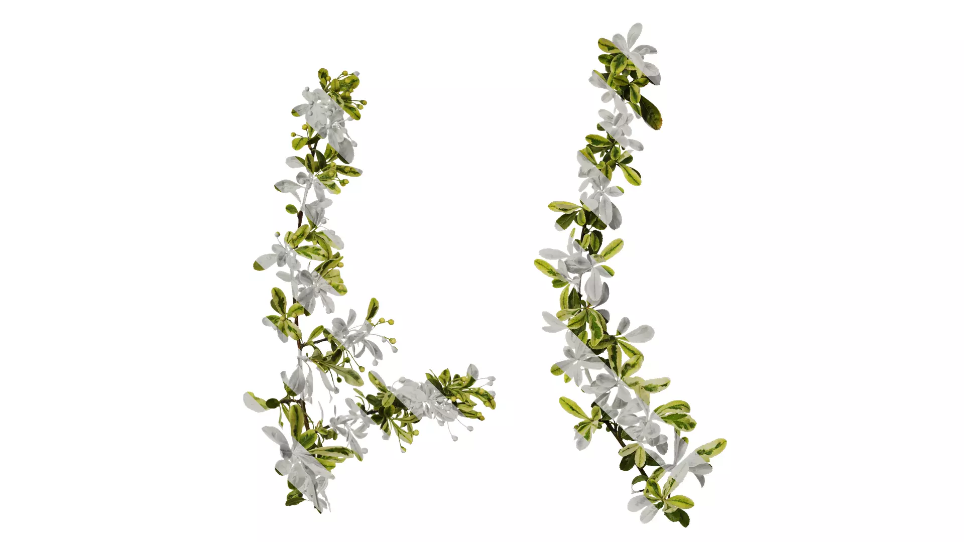 Anydrafts Pyracantha fortuneana harlequin Atlas 01 Texture_0