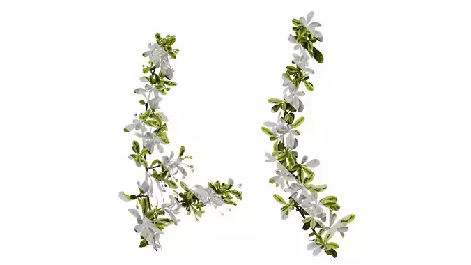 Anydrafts Pyracantha fortuneana harlequin Atlas 01 Texture
