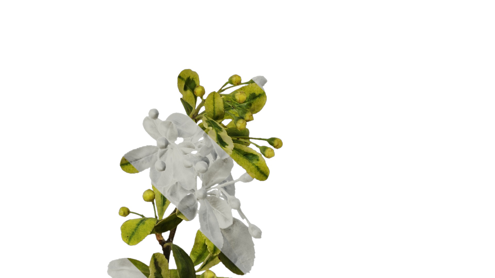 Anydrafts Pyracantha fortuneana harlequin Atlas 01 Texture_1