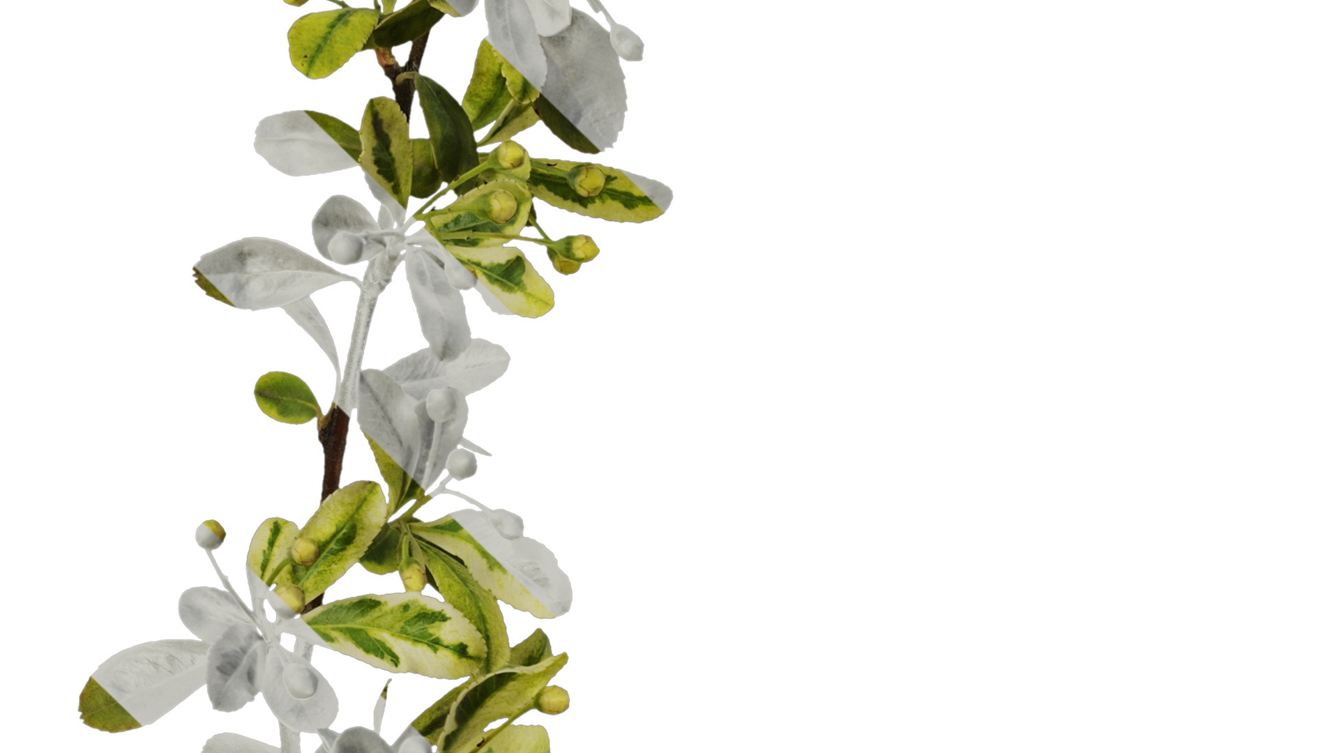 Anydrafts Pyracantha fortuneana harlequin Atlas 01 Texture_3