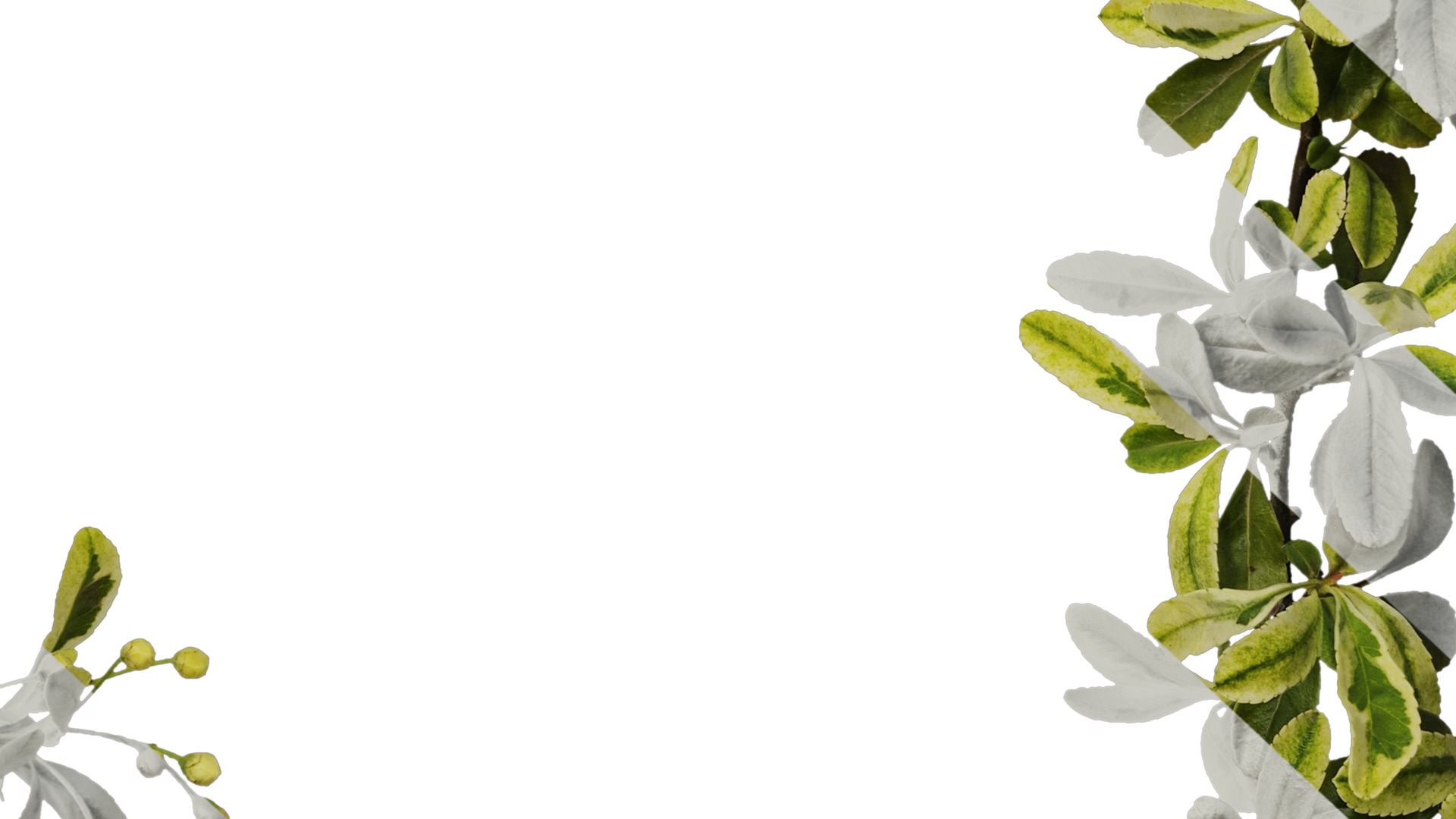 Anydrafts Pyracantha fortuneana harlequin Atlas 01 Texture_7