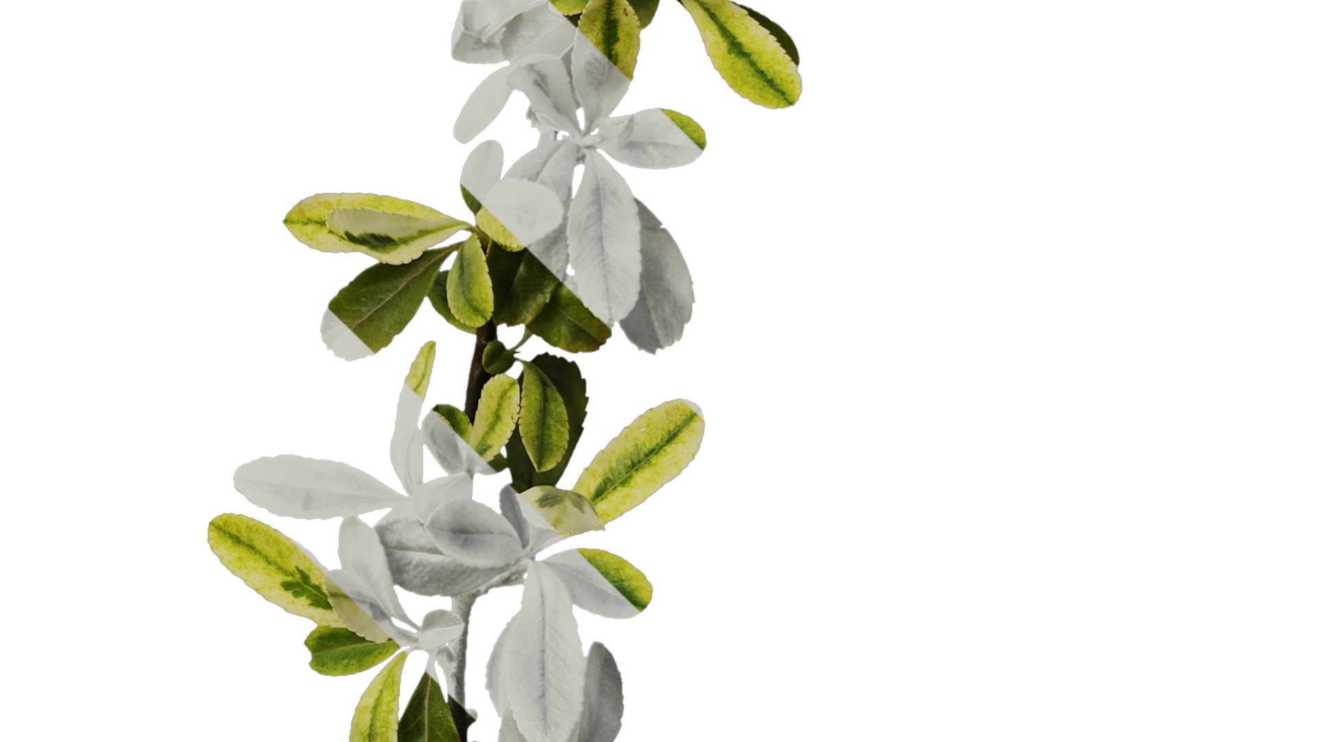 Anydrafts Pyracantha fortuneana harlequin Atlas 01 Texture_4