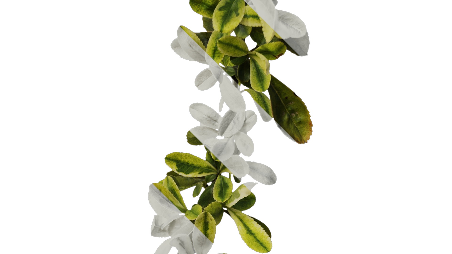 Anydrafts Pyracantha fortuneana harlequin Atlas 01 Texture_2