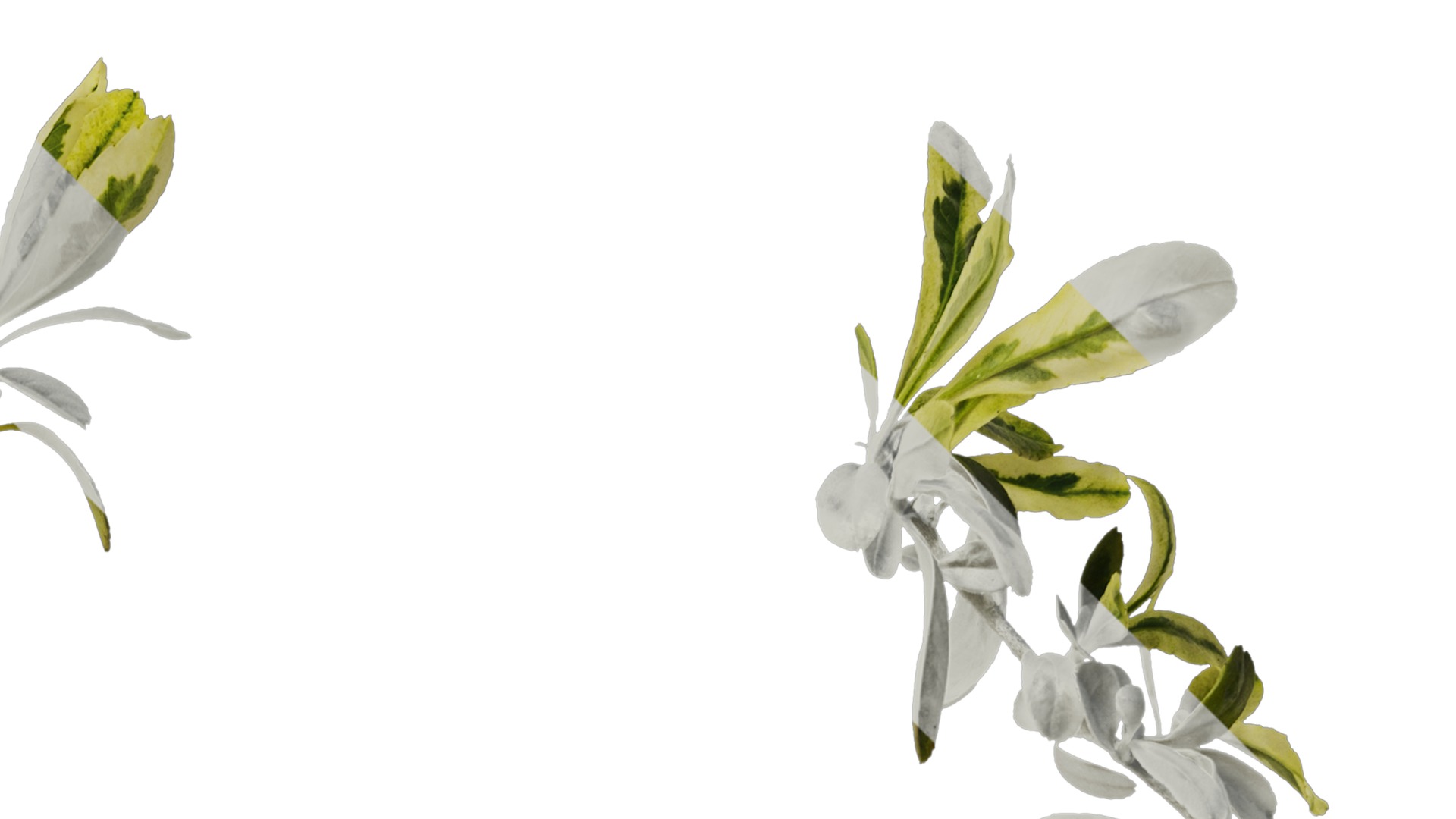 Anydrafts Pyracantha fortuneana harlequin Atlas 02 Texture_2