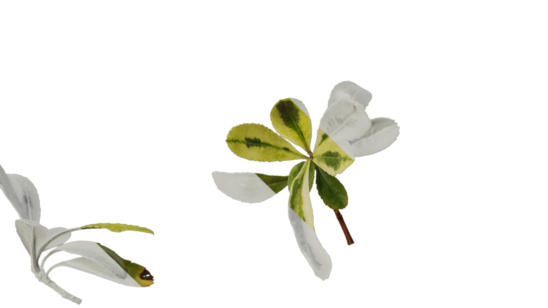 Anydrafts Pyracantha fortuneana harlequin Atlas 02 Texture_1