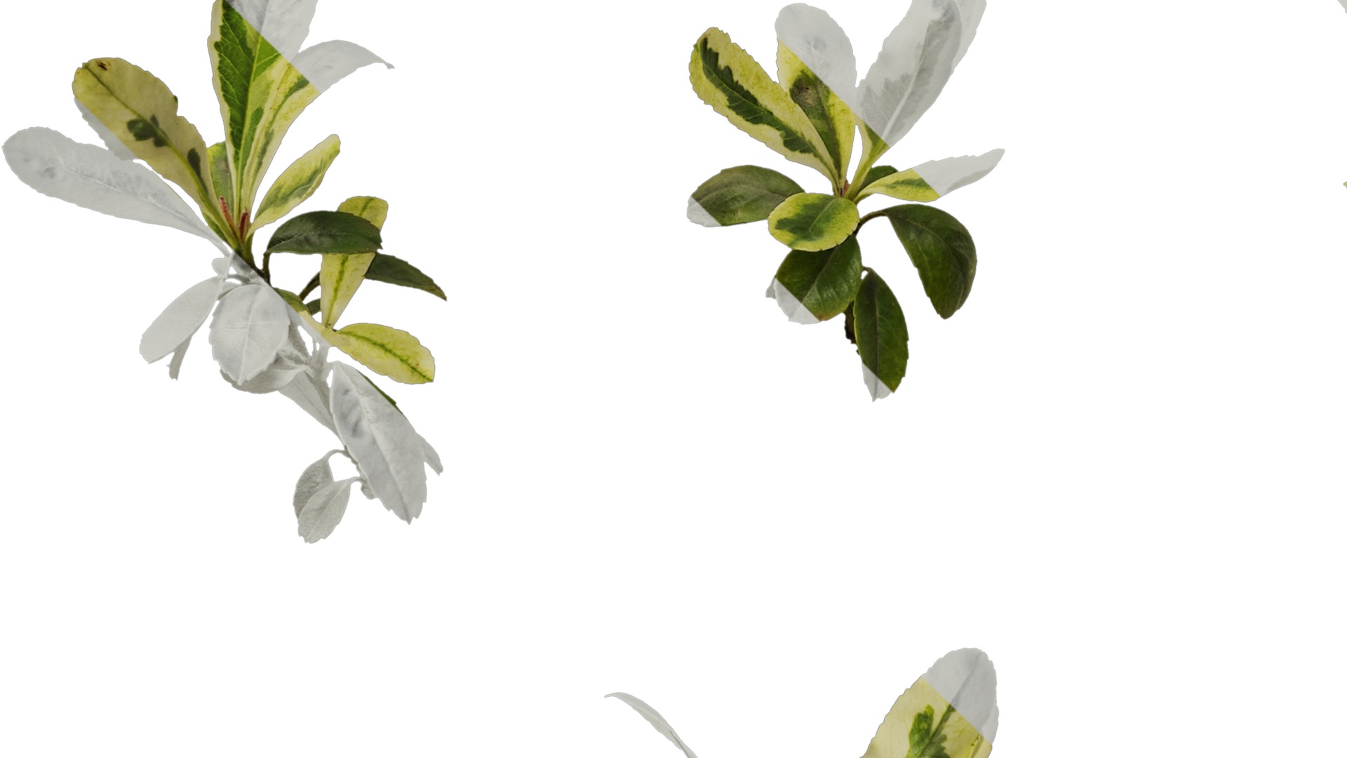 Anydrafts Pyracantha fortuneana harlequin Atlas 02 Texture_5