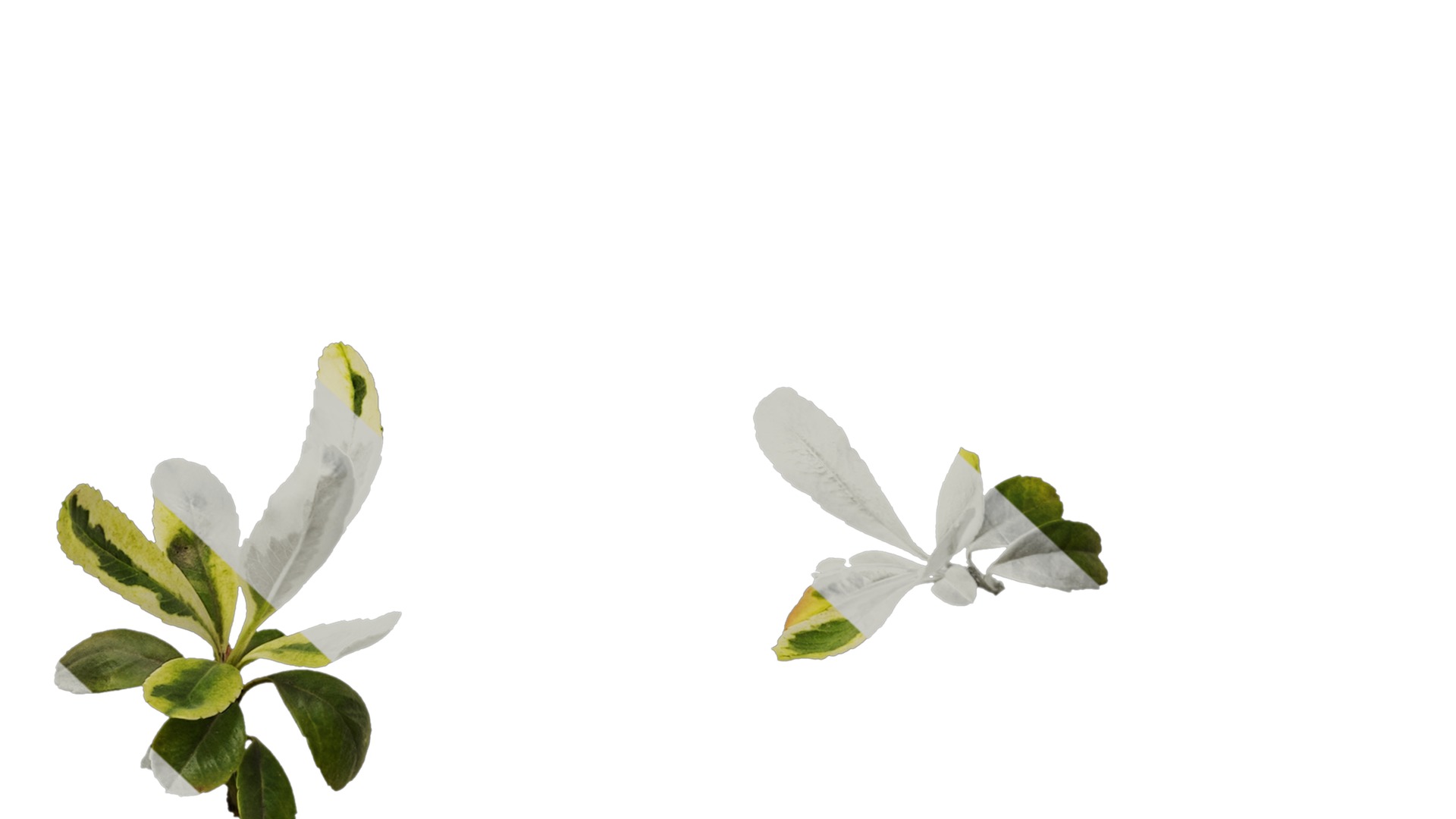 Anydrafts Pyracantha fortuneana harlequin Atlas 02 Texture_7