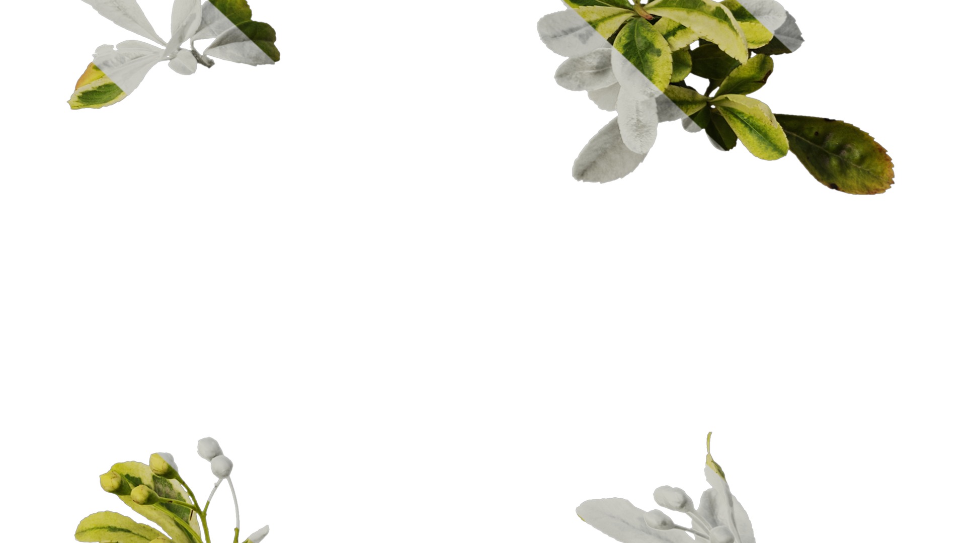 Anydrafts Pyracantha fortuneana harlequin Atlas 02 Texture_6