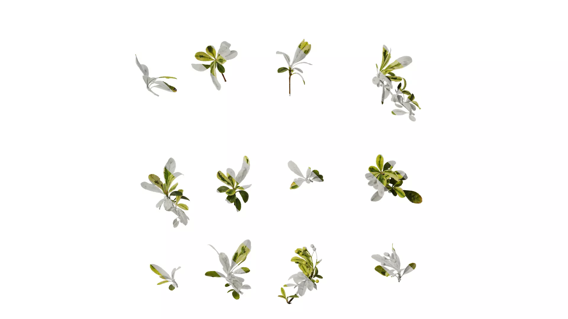 Anydrafts Pyracantha fortuneana harlequin Atlas 02 Texture_0