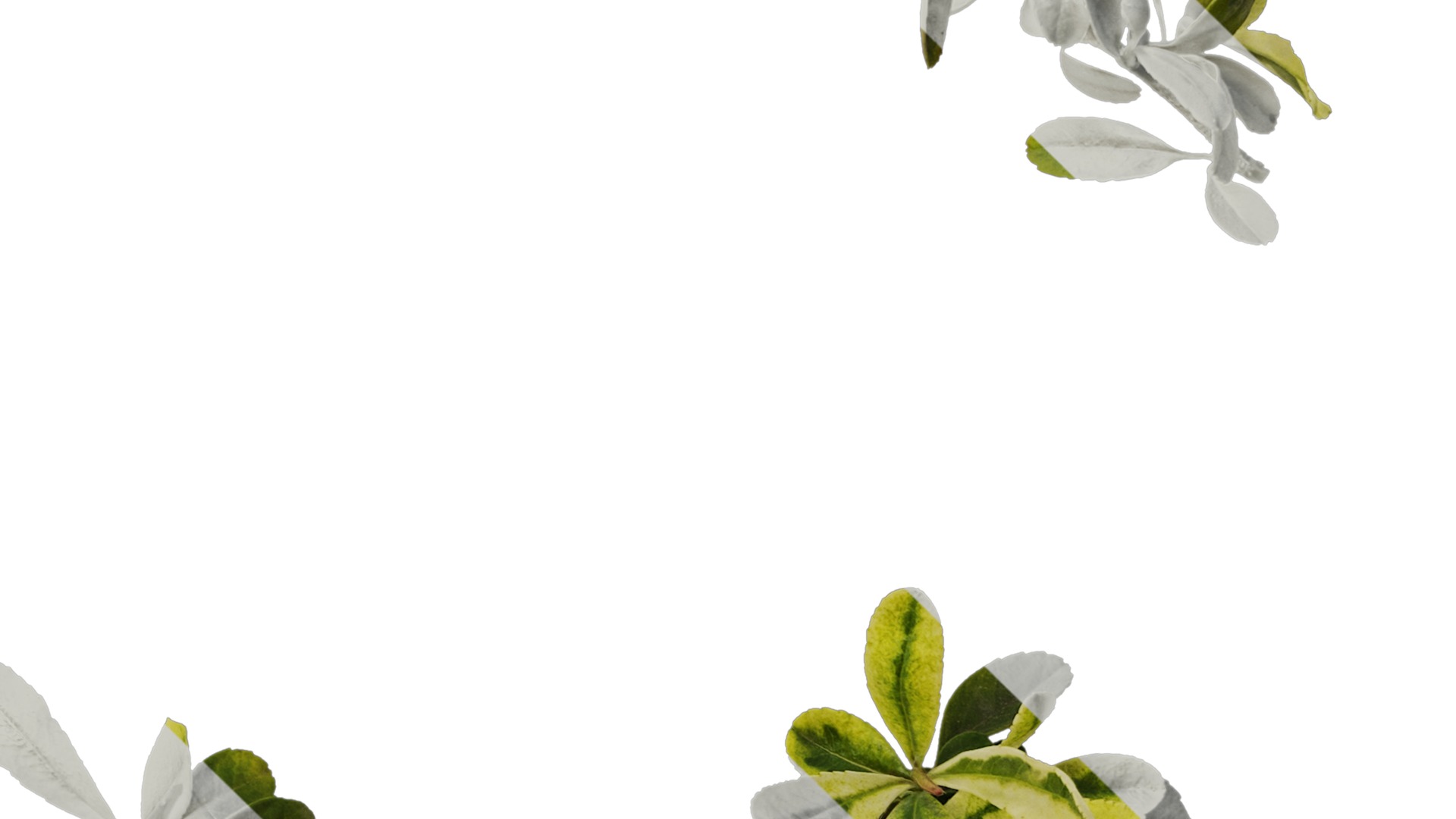 Anydrafts Pyracantha fortuneana harlequin Atlas 02 Texture_4