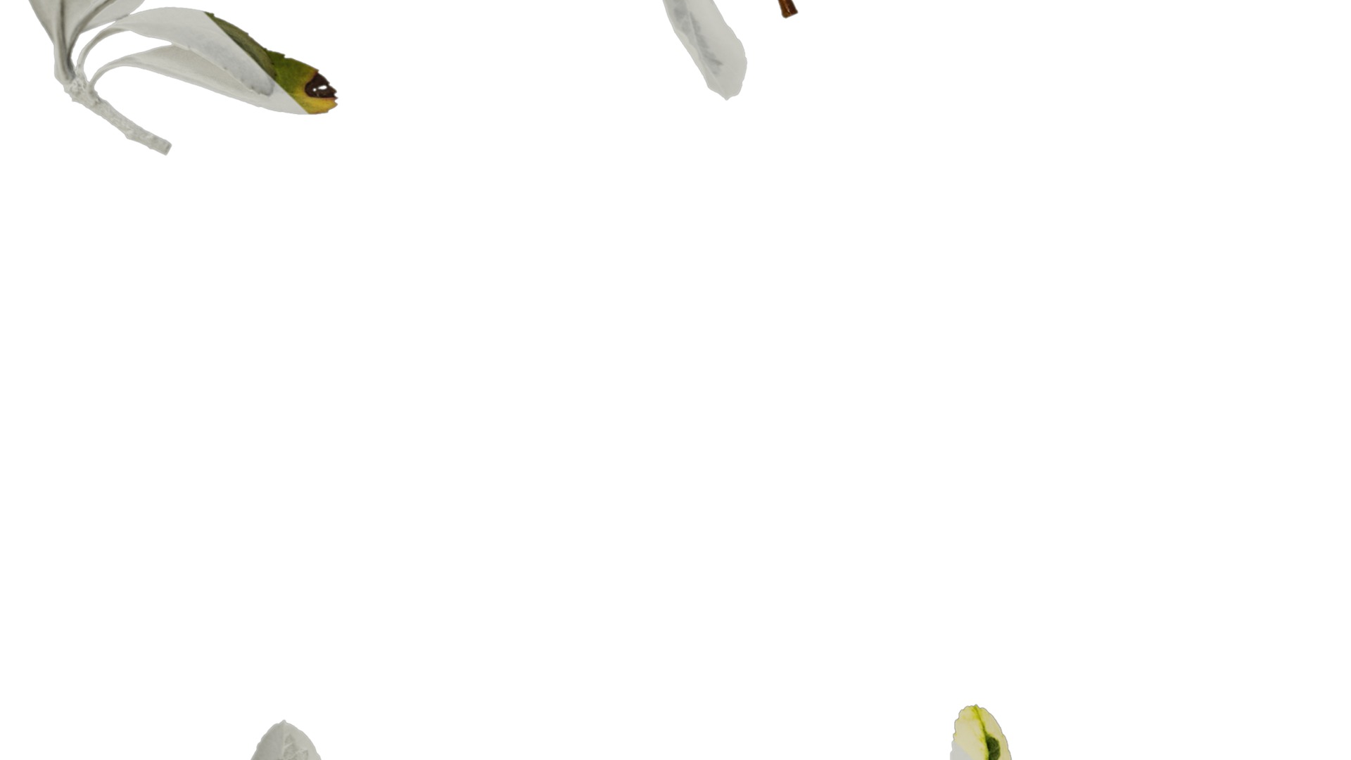 Anydrafts Pyracantha fortuneana harlequin Atlas 02 Texture_3