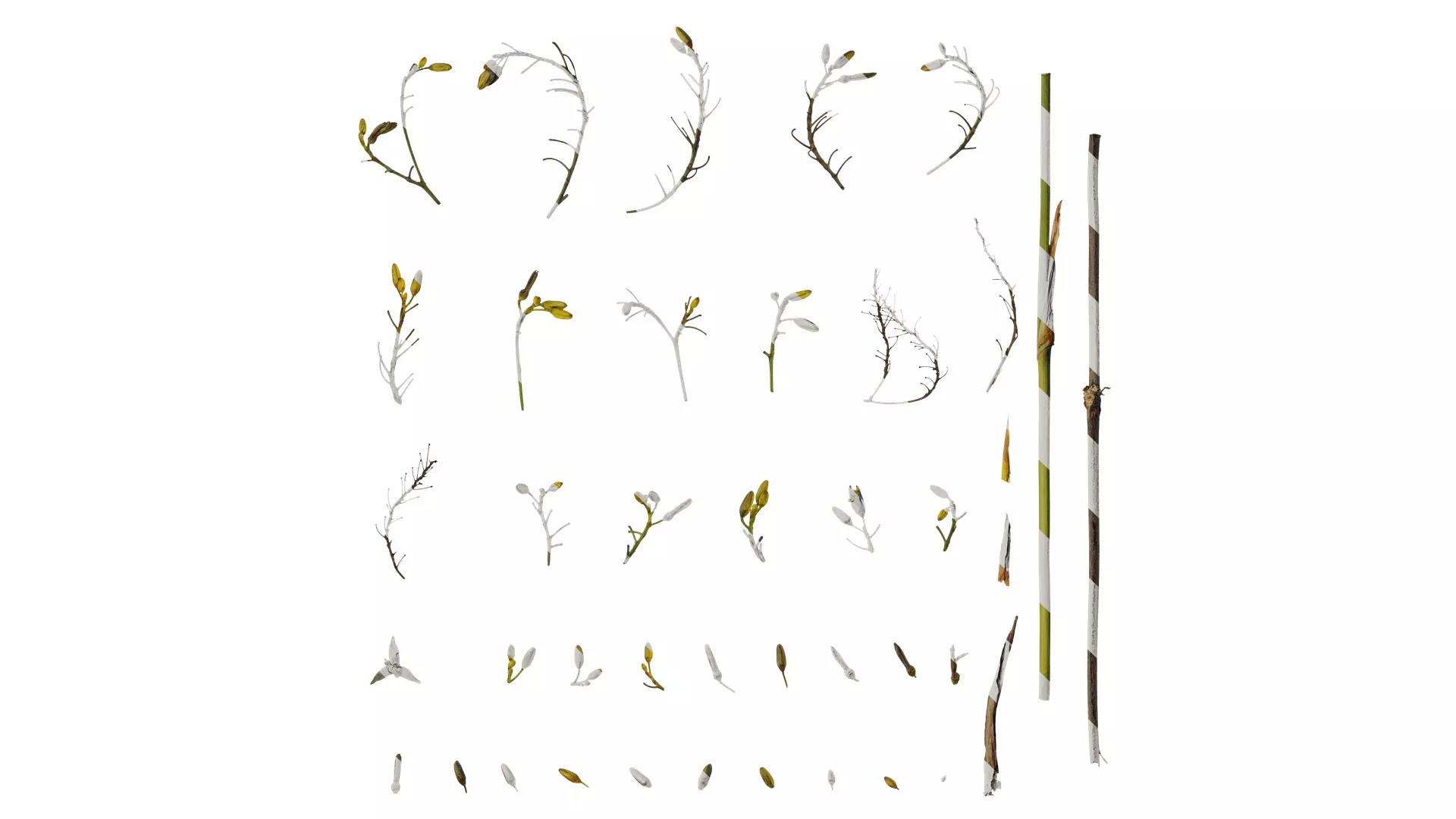 Anydrafts Dianella ensifolia Flower 01 Texture_0