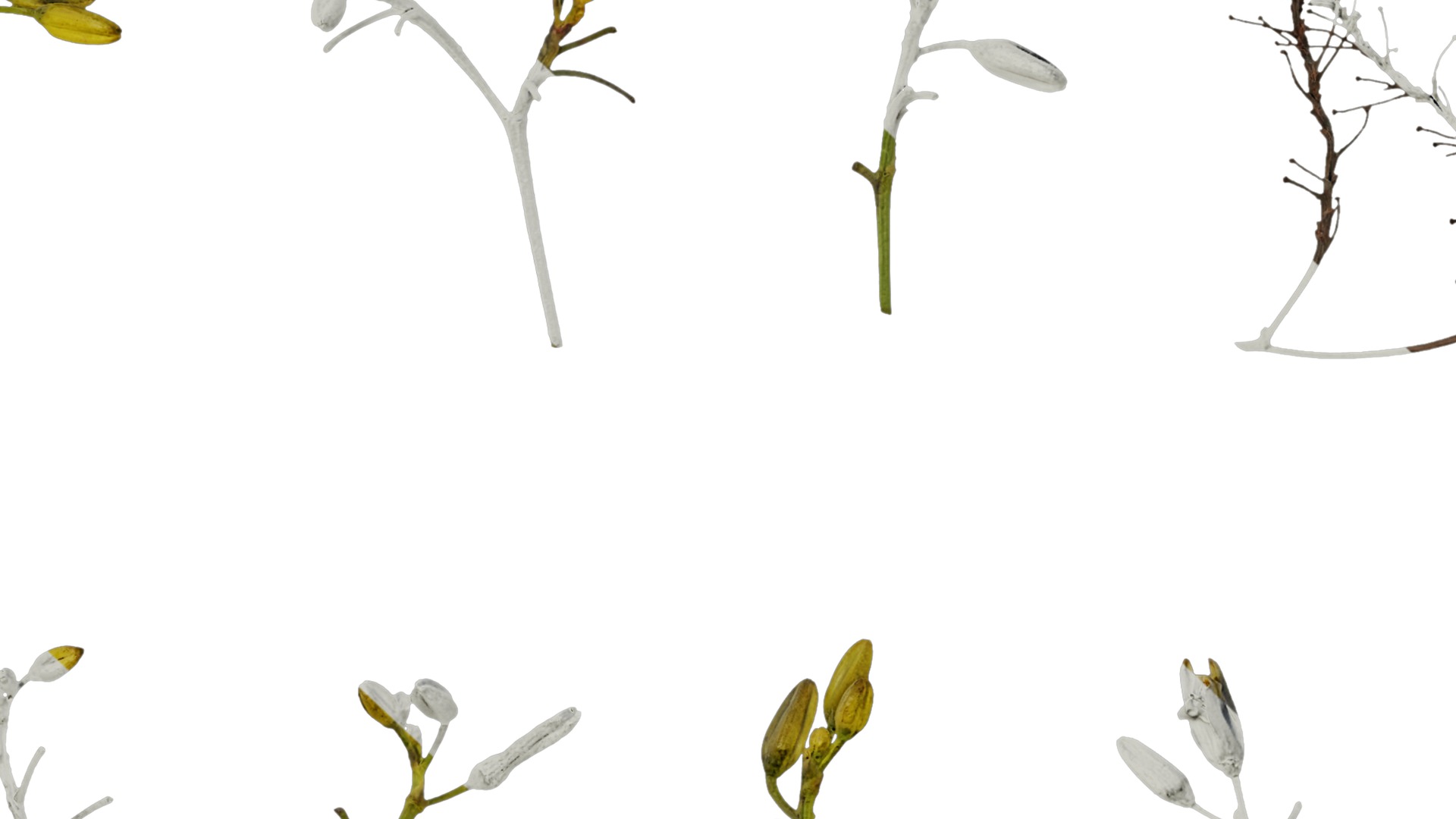 Anydrafts Dianella ensifolia Flower 01 Texture_7