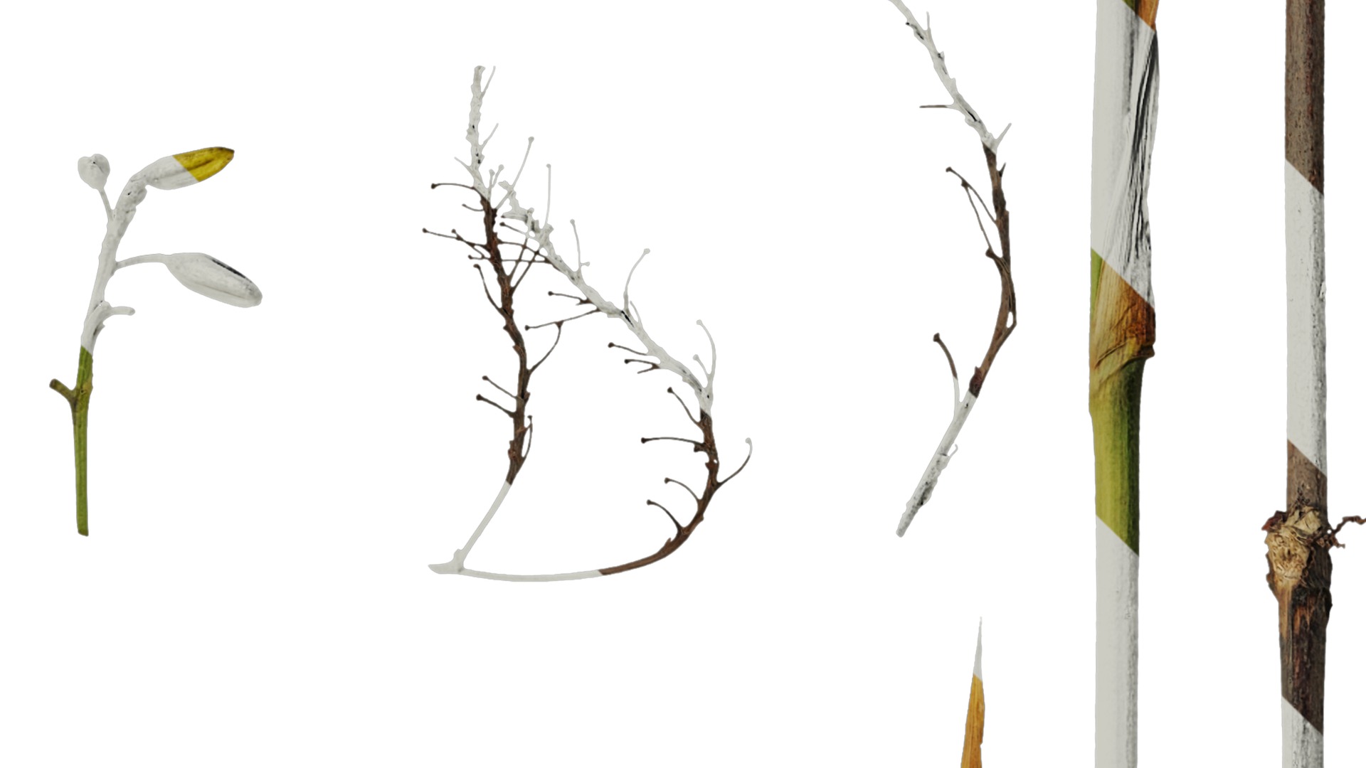 Anydrafts Dianella ensifolia Flower 01 Texture_4