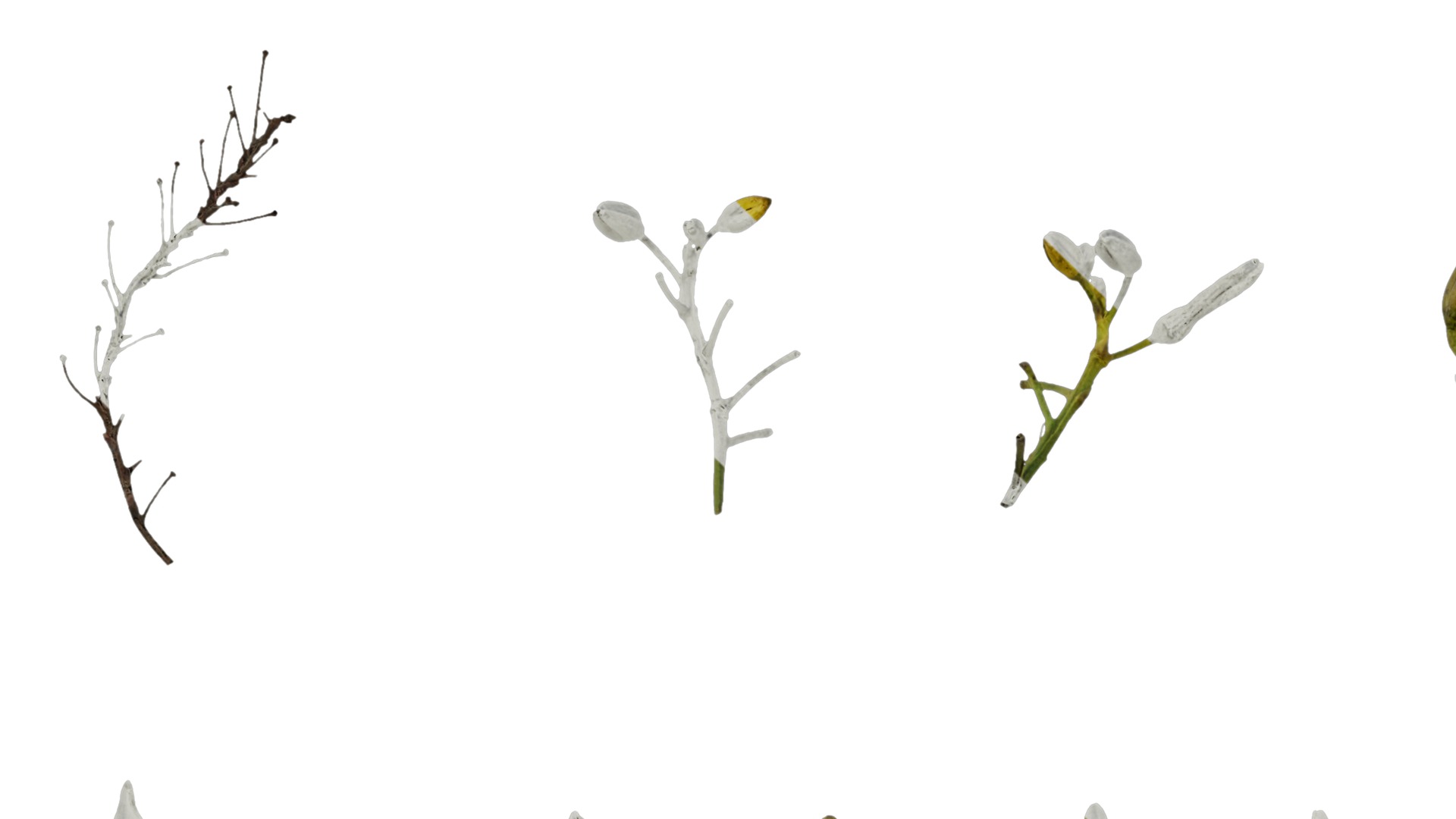 Anydrafts Dianella ensifolia Flower 01 Texture_5