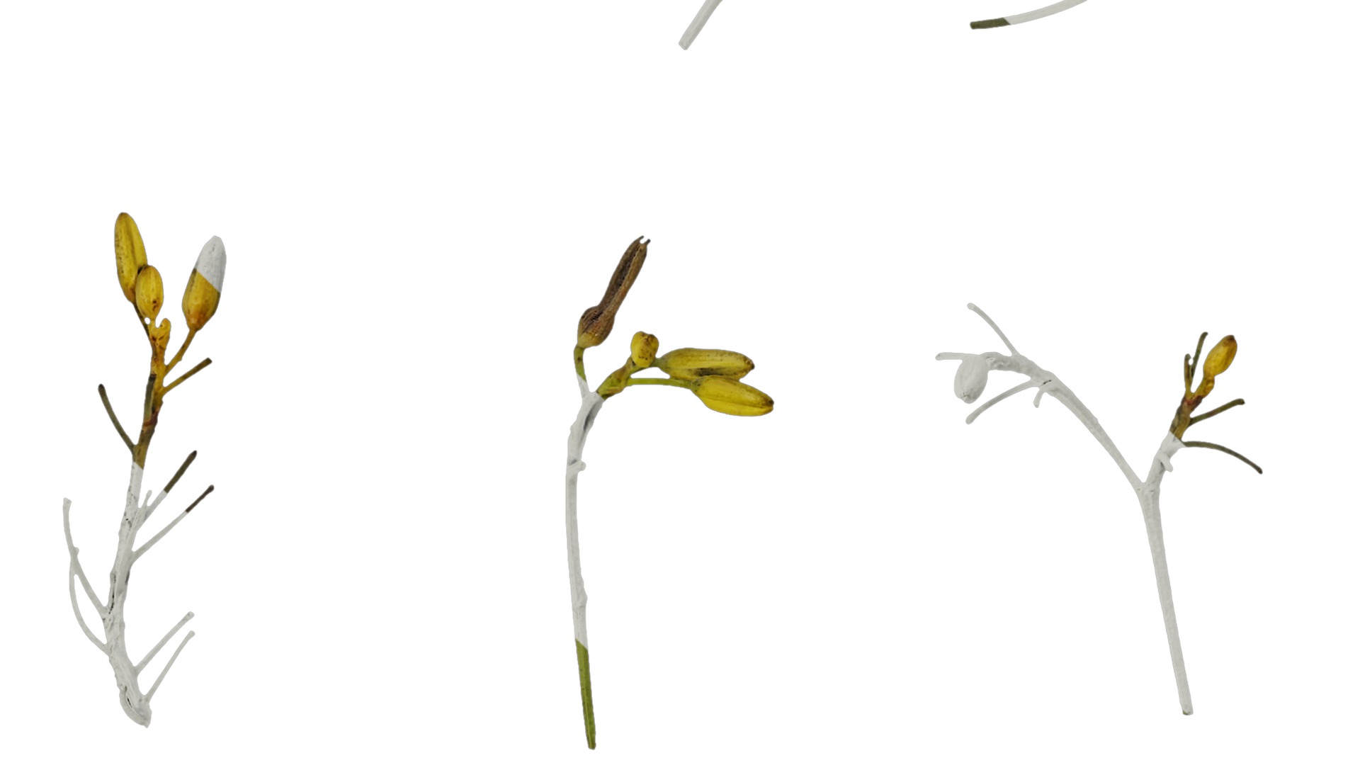 Anydrafts Dianella ensifolia Flower 01 Texture_3