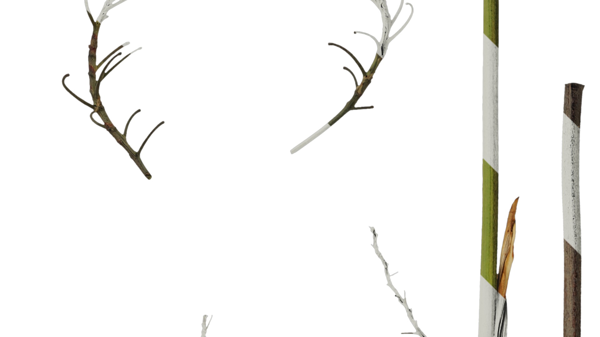 Anydrafts Dianella ensifolia Flower 01 Texture_2