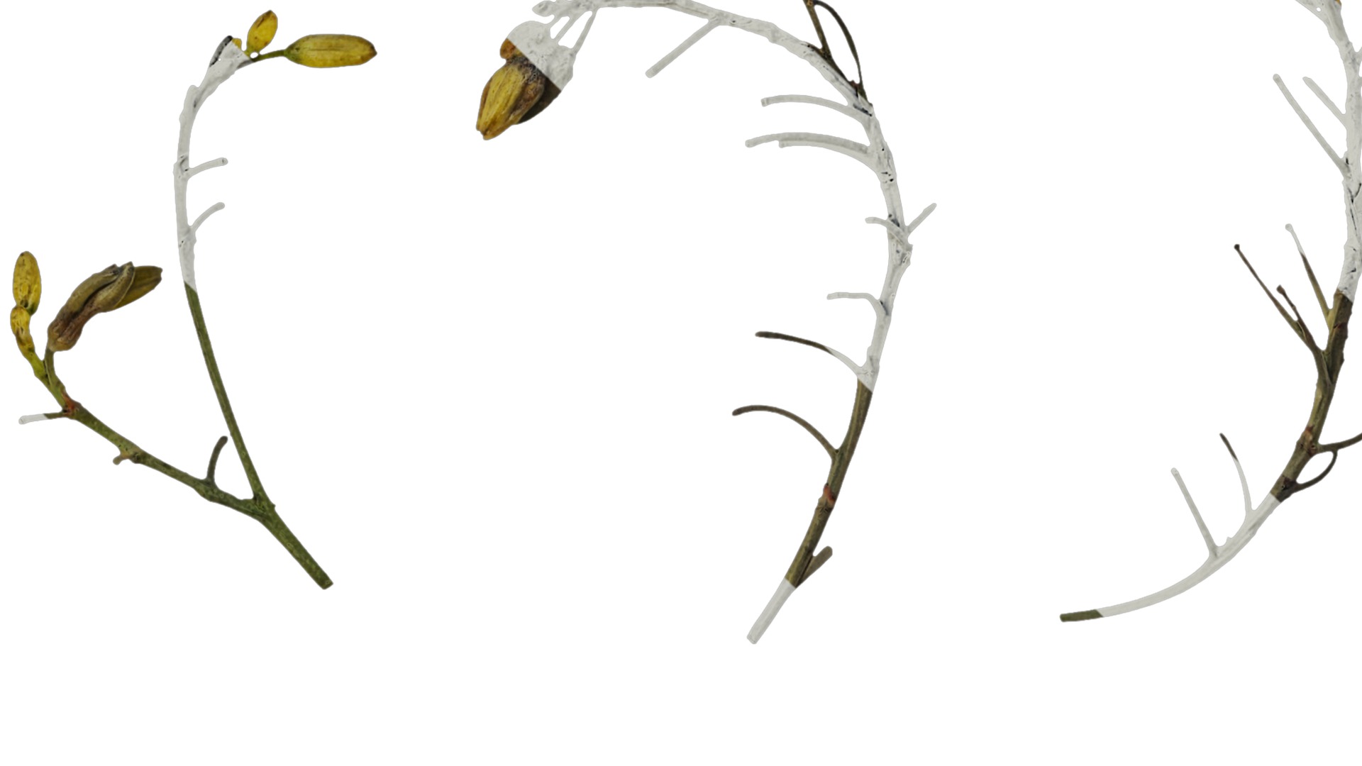 Anydrafts Dianella ensifolia Flower 01 Texture_1