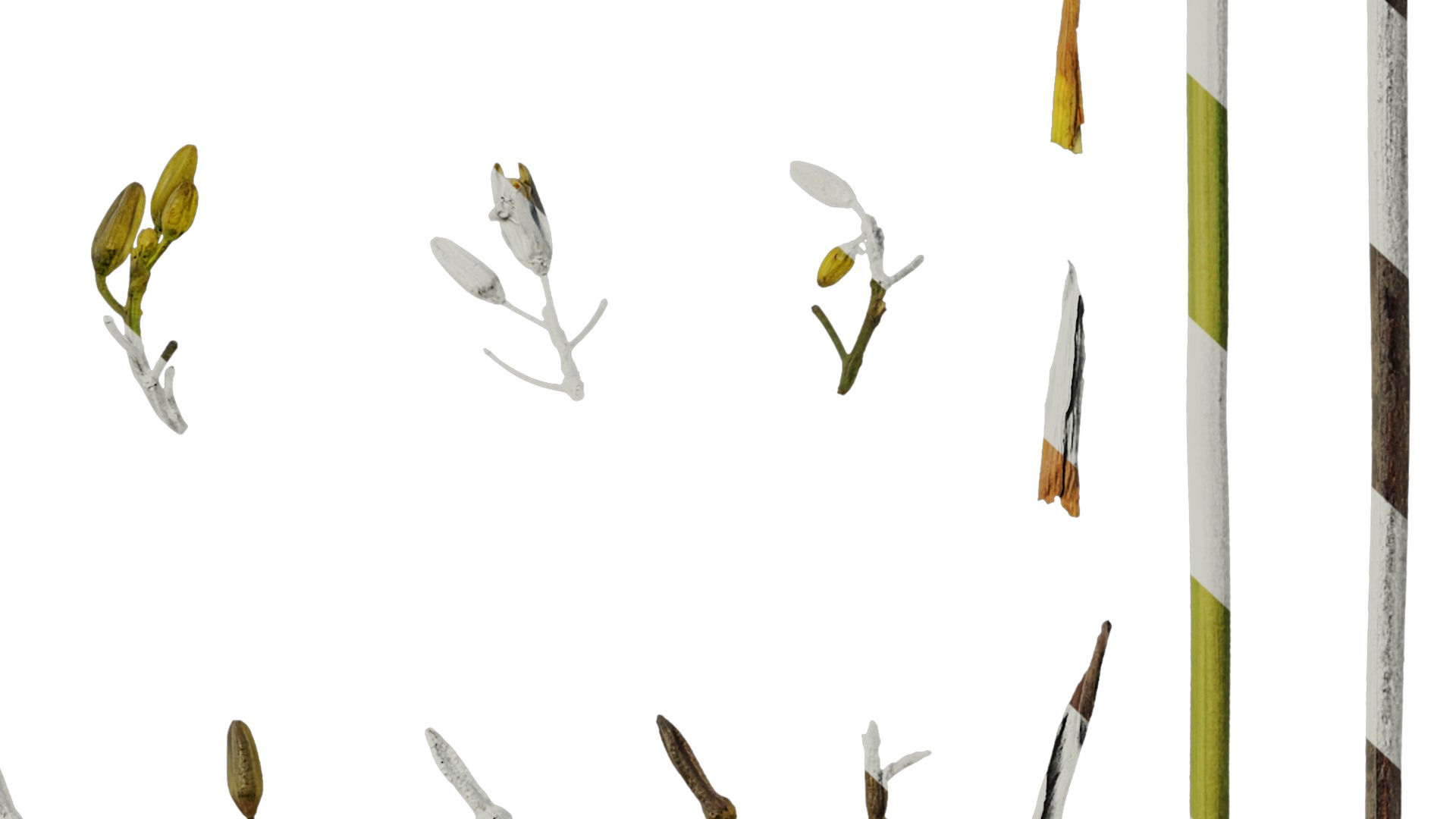 Anydrafts Dianella ensifolia Flower 01 Texture_6