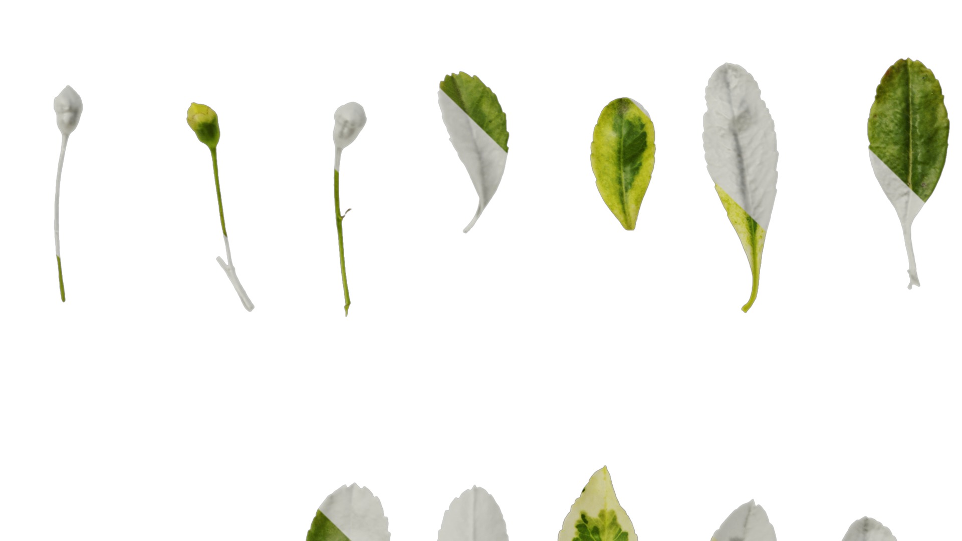 Anydrafts Pyracantha fortuneana harlequin Leaf 01 Texture_5