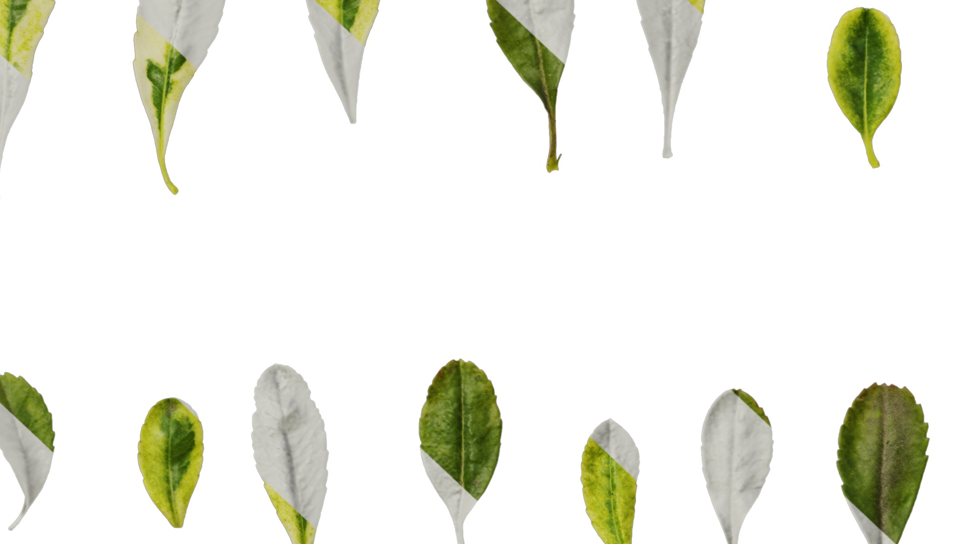 Anydrafts Pyracantha fortuneana harlequin Leaf 01 Texture_7