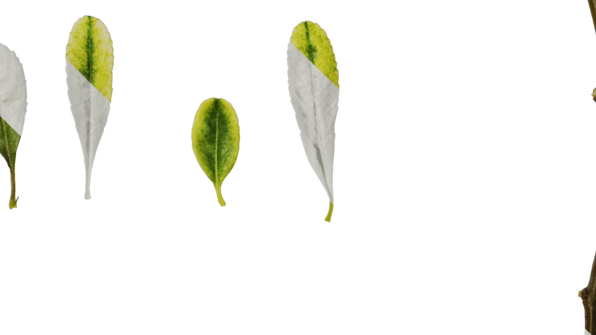 Anydrafts Pyracantha fortuneana harlequin Leaf 01 Texture_4