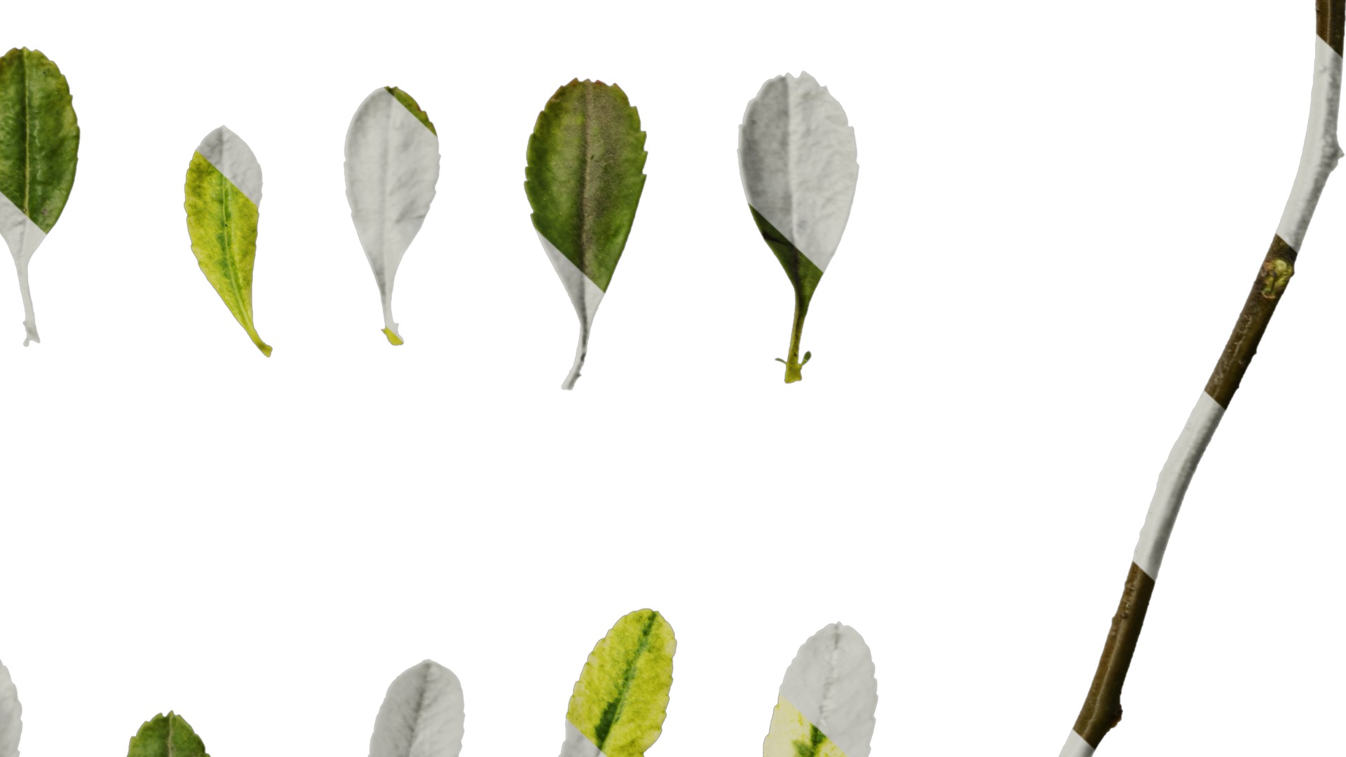 Anydrafts Pyracantha fortuneana harlequin Leaf 01 Texture_6