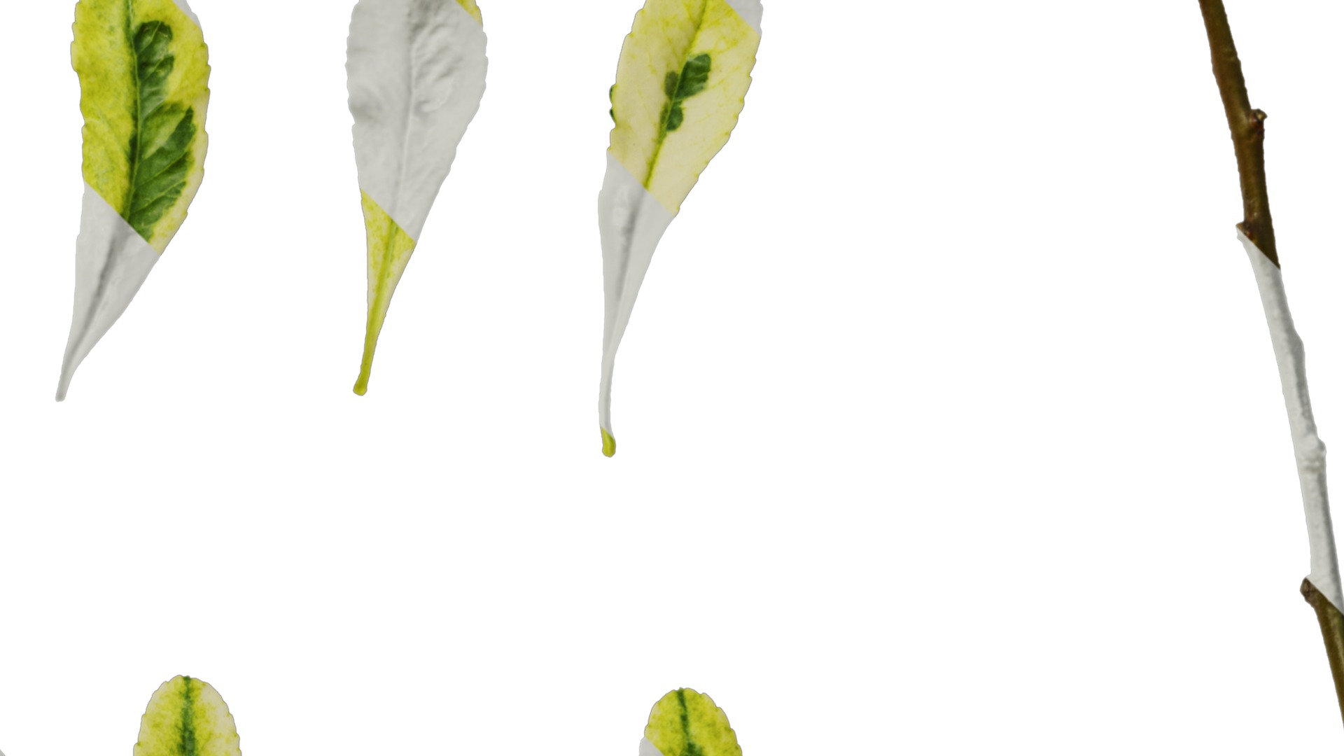 Anydrafts Pyracantha fortuneana harlequin Leaf 01 Texture_2