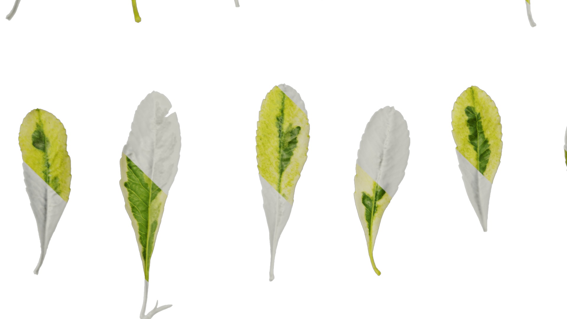 Anydrafts Pyracantha fortuneana harlequin Leaf 01 Texture_3