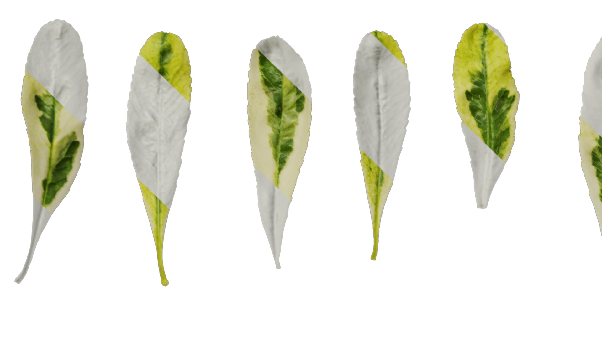 Anydrafts Pyracantha fortuneana harlequin Leaf 01 Texture_1