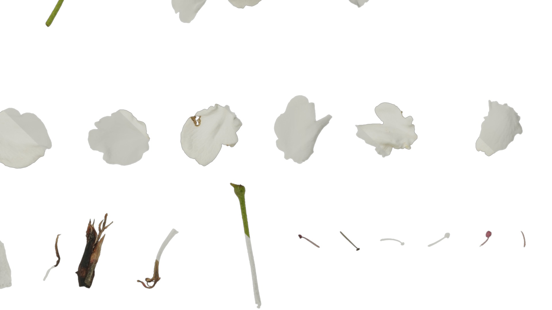 Anydrafts Pyrus Atlas 02 Texture_4