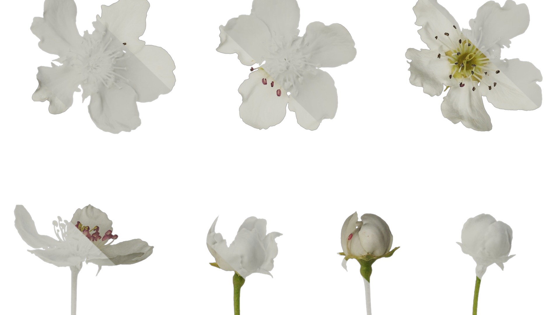 Anydrafts Pyrus Atlas 02 Texture_1